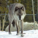 Wolf Gas Grill Outdoor Experience Unmatched Grilling