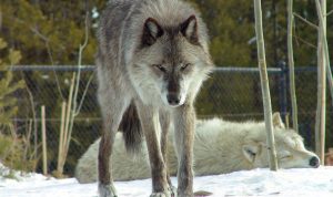 Wolf Gas Grill Outdoor Experience Unmatched Grilling Wolf Gas Grill Outdoor Experience Unmatched Grilling