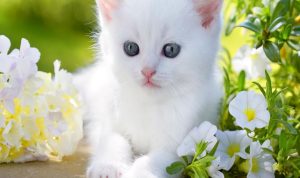 cat harness online Explore Safety and Comfort for Cats