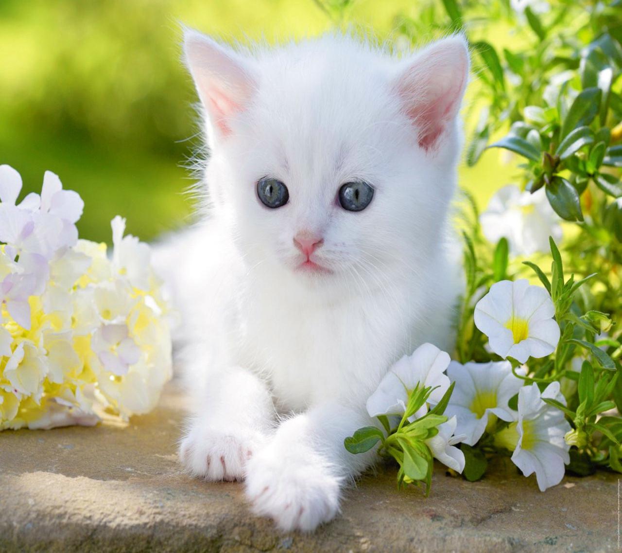 cat harness online Explore Safety and Comfort for Cats