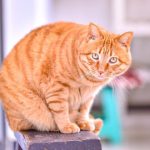 cat bed cozy – The Ultimate Comfort for Your Feline