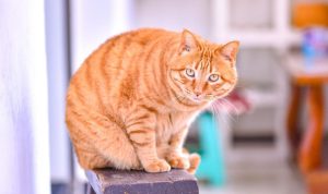 cat bed cozy – The Ultimate Comfort for Your Feline