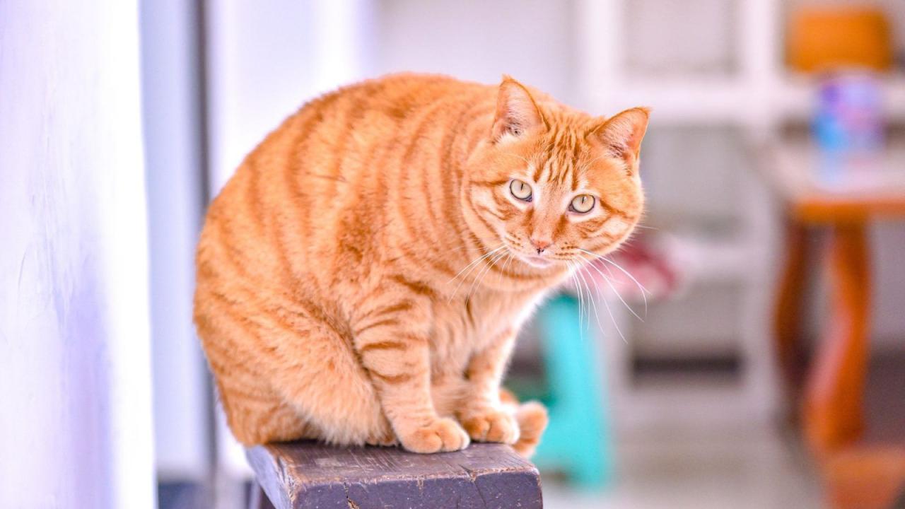 cat bed cozy – The Ultimate Comfort for Your Feline