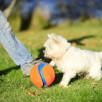 Fetch toys for dogs unleash endless fun
