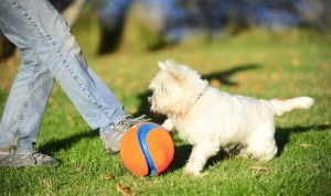 Fetch toys for dogs unleash endless fun