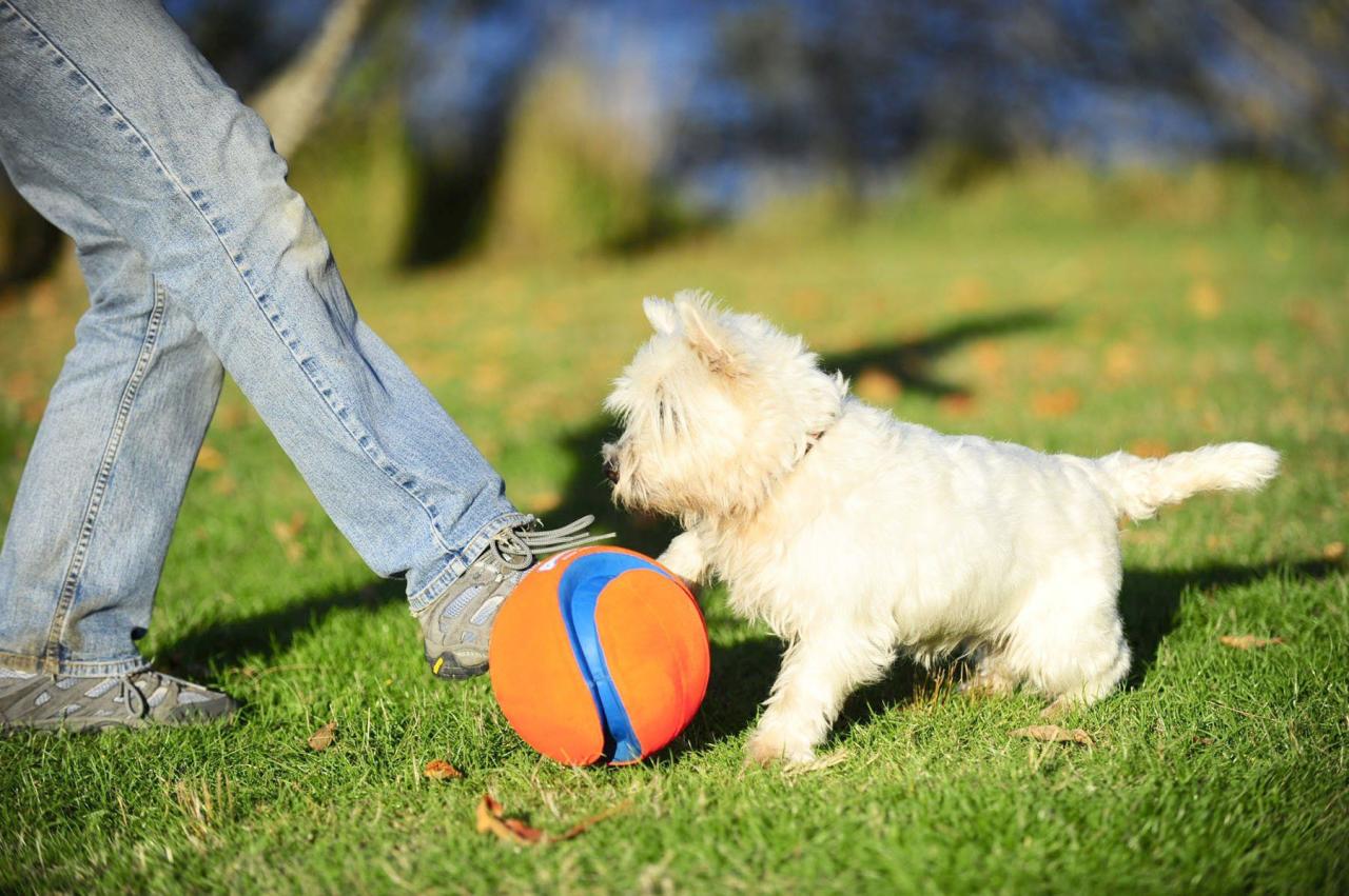 Fetch toys for dogs