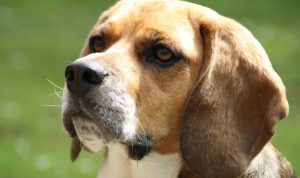 pet allergy relief Discover effective solutions