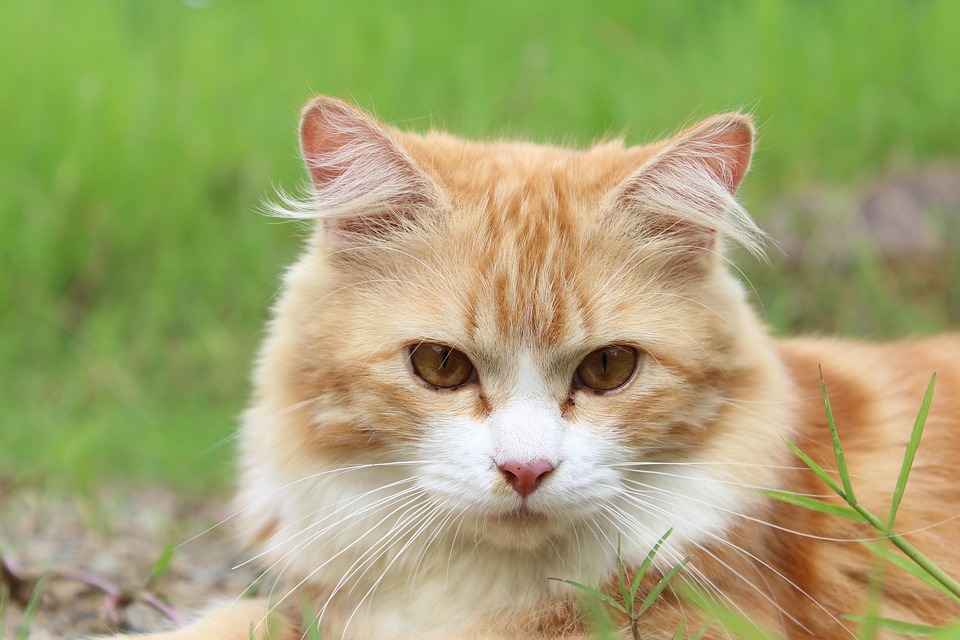 Pet health supplements for vibrant furry lives