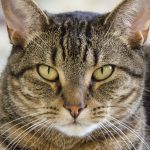 Cat Interactive Toys For Playful Feline Fun