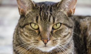 Cat Interactive Toys For Playful Feline Fun