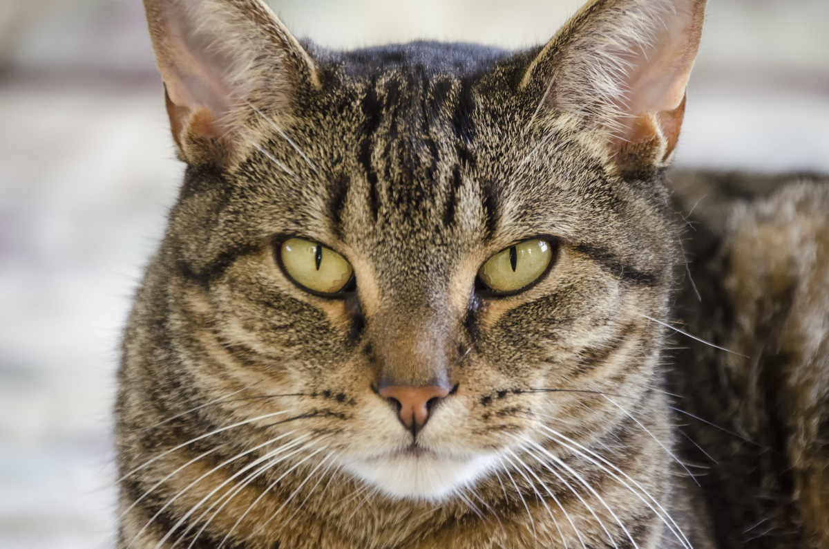 Cat Interactive Toys For Playful Feline Fun