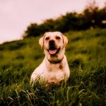 Pet beds for dogs discover comfort and style