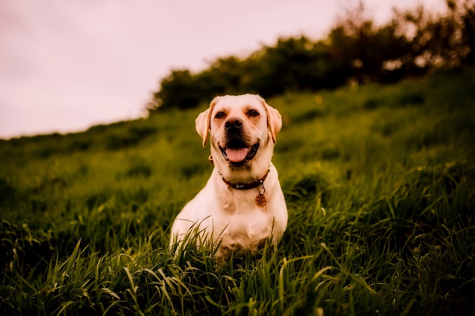 Free Images : puppy, animal, black, vertebrate, labrador retriever, dog ... Pet beds for dogs