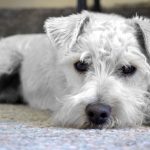 Pet supplies online for every pet owners needs