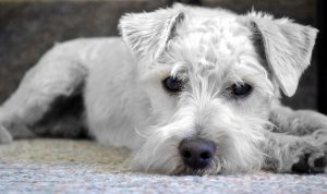 Pet supplies online for every pet owners needs