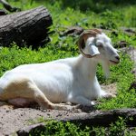 Pet Dental Care Products For A Healthier Pet Smile