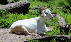 Pet Dental Care Products For A Healthier Pet Smile