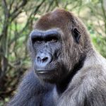 Gorilla Alpine Adventure Outdoor Playset For Fun