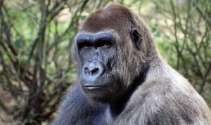 Gorilla Alpine Adventure Outdoor Playset For Fun Gorilla Alpine Adventure Outdoor Playset For Fun