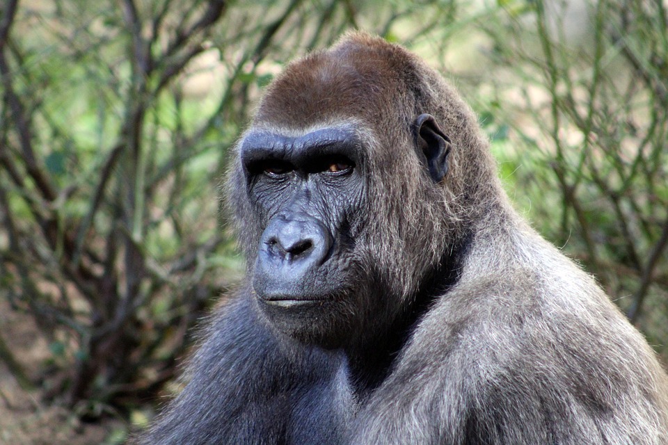 Gorilla Forest Wildlife · Free photo on Pixabay Gorilla alpine adventure outdoor playset