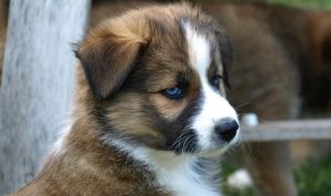 Puppy obedience tools for effective training success