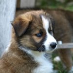 Puppy Food Bulk Buy Smart Save Big