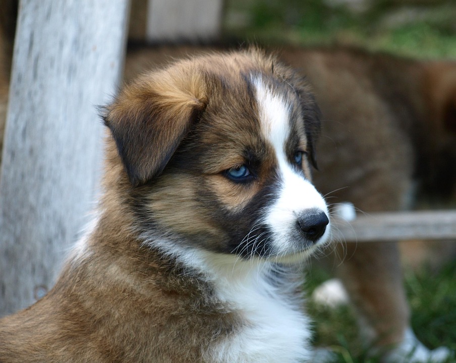 Puppy Young Dog Black Eye · Free photo on Pixabay Puppy food bulk