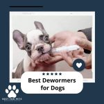 Deworming medicine for dogs the key to health