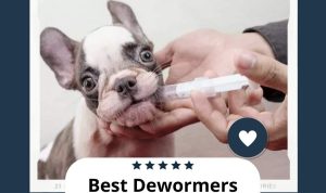 Deworming medicine for dogs the key to health