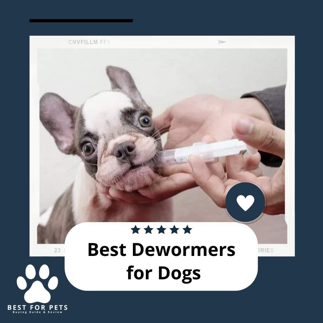 The 8 Best Dewormers For Dogs Deworming medicine for dogs