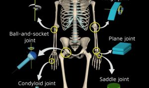 Joint supplements for dogs enhance mobility and health