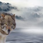 Wolf M Series Built-In Oven Testing the Gold Standard in Luxury Kitchens