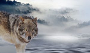 Wolf M Series Built-In Oven Testing the Gold Standard in Luxury Kitchens